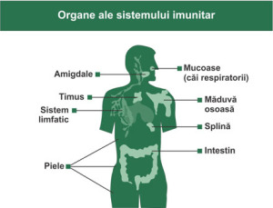 organe_imunitar